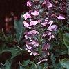 Acanthus balcanicus, habit