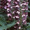 Acanthus balcanicus, habit