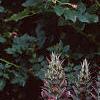 Acanthus balcanicus, habit