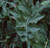 Acanthus balcanicus, habit