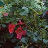 Acanthus balcanicus, habit