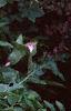 Acanthus balcanicus, habit