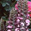 Acanthus balcanicus, habit