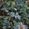 Acanthus balcanicus, habit