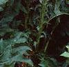 Acanthus balcanicus, habit