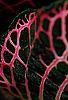 Fittonia albivenis (Verschaffeltii Group) 'Pearcei', leaves