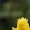 Pachystachys lutea, flowers