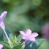 Ruellia caroliniensis, flowers