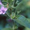 Ruellia caroliniensis, flowers