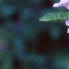 Ruellia caroliniensis, flowers