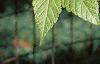 Acer argutum, leaves