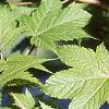 Acer argutum, leaves