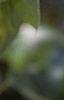 Acer buergerianum, leaves