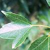 Acer buergerianum, leaves