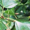 Acer buergerianum, leaves