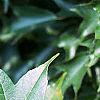 Acer buergerianum, leaves