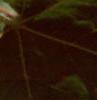 Acer campestre, fruit