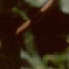 Acer campestre, fruit