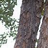 Acer campestre, bark