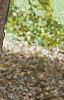 Acer campestre, bark