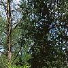 Acer carpinifolium, habit