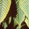 Acer carpinifolium, leaves