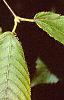Acer carpinifolium, leaves