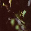 Acer carpinifolium, leaves