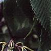 Acer carpinifolium, fruit