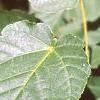 Acer crataegifolium, leaves