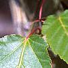 Acer davidii, leaves
