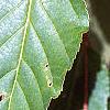 Acer davidii, leaves
