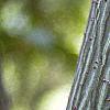 Acer davidii, bark