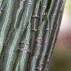 Acer davidii, bark