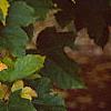 Acer diabolicum, fall color