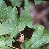 Acer grandidentatum, leaves