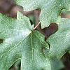 Acer grandidentatum, leaves