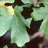 Acer grandidentatum, leaves
