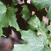 Acer grandidentatum, leaves