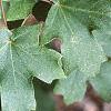 Acer grandidentatum, leaves