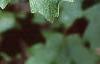 Acer grandidentatum, leaves