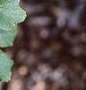 Acer grandidentatum, leaves