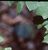 Acer grandidentatum, leaves