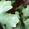 Acer grandidentatum, leaves
