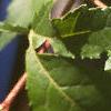 Acer ginnala, leaves