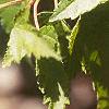 Acer ginnala, leaves