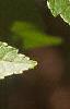 Acer ginnala, leaves