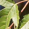 Acer ginnala, leaves