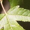 Acer ginnala, leaves