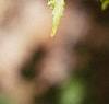 Acer ginnala, leaves